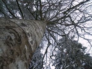 Voir le détail de cette oeuvre: L'arbre a froid
